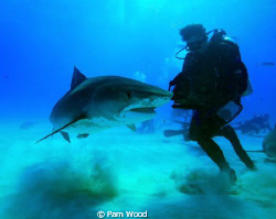 This Tiger Shark appears to be doing a dance with the pho... by Pam Wood 